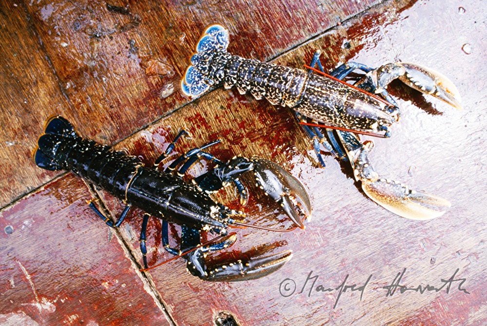 two lobsters in the aquaculture