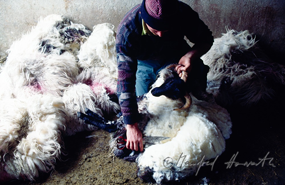 shearing a sheep with a scissors