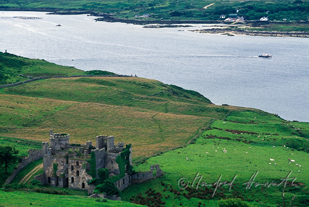 Clonmacnoise Castle and cattle