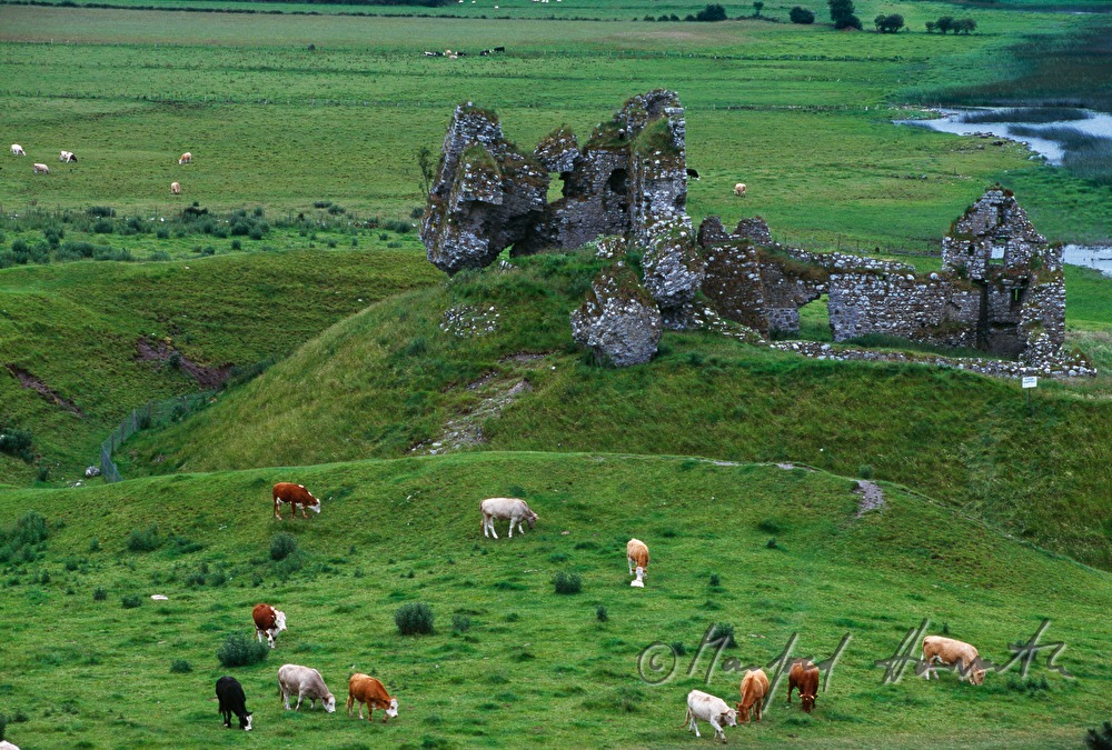 Clonmacnoise Castle and cattle