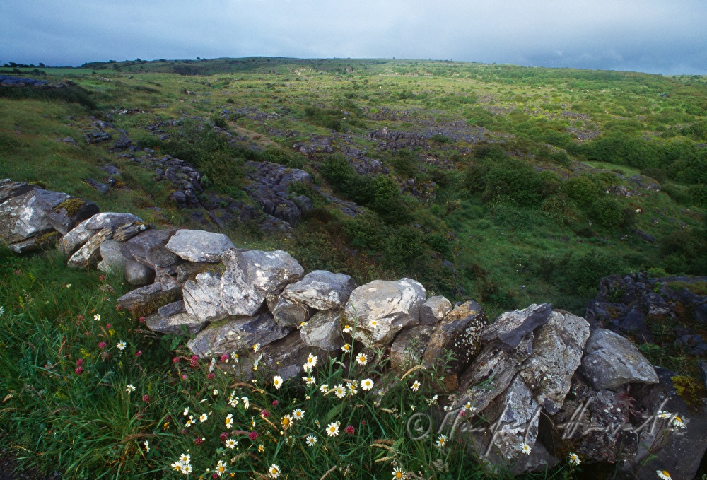 drystone wall and pasture