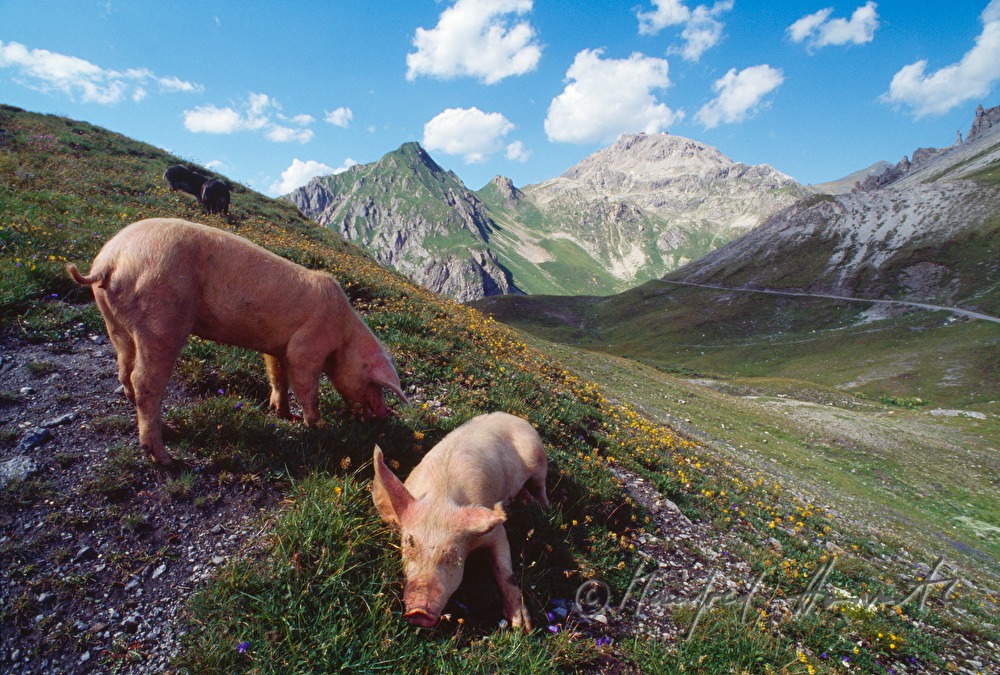 domestic pigs on the Strelaalp