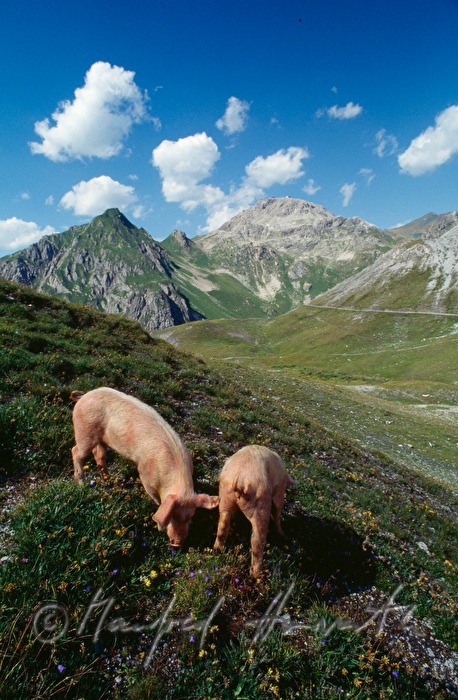 domestic pigs on the Strelaalp