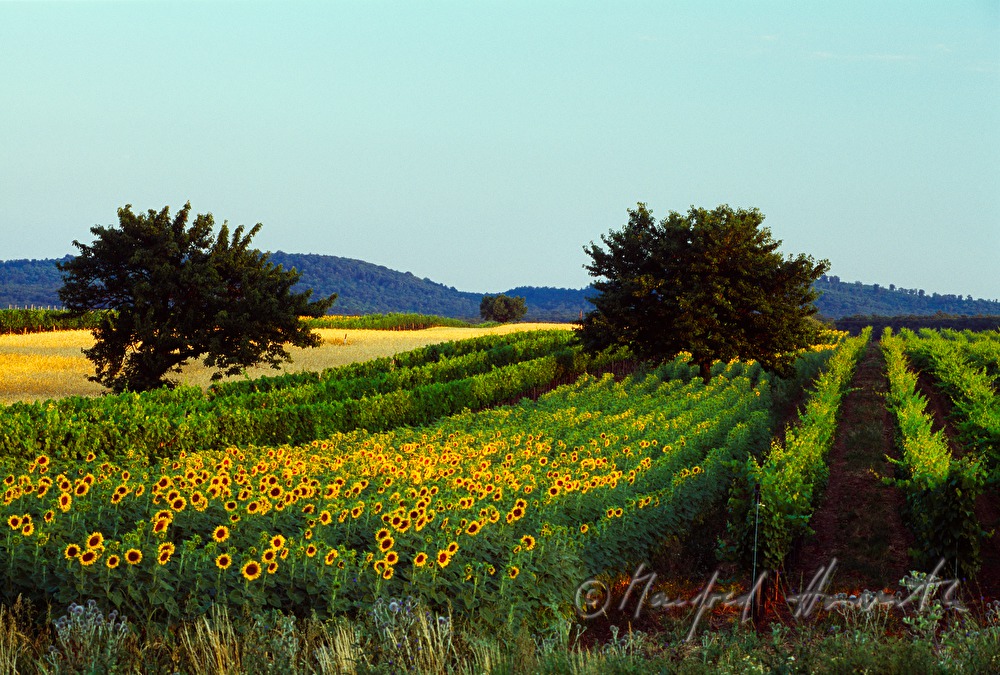 blooming sunflower field surrounded by vineyards