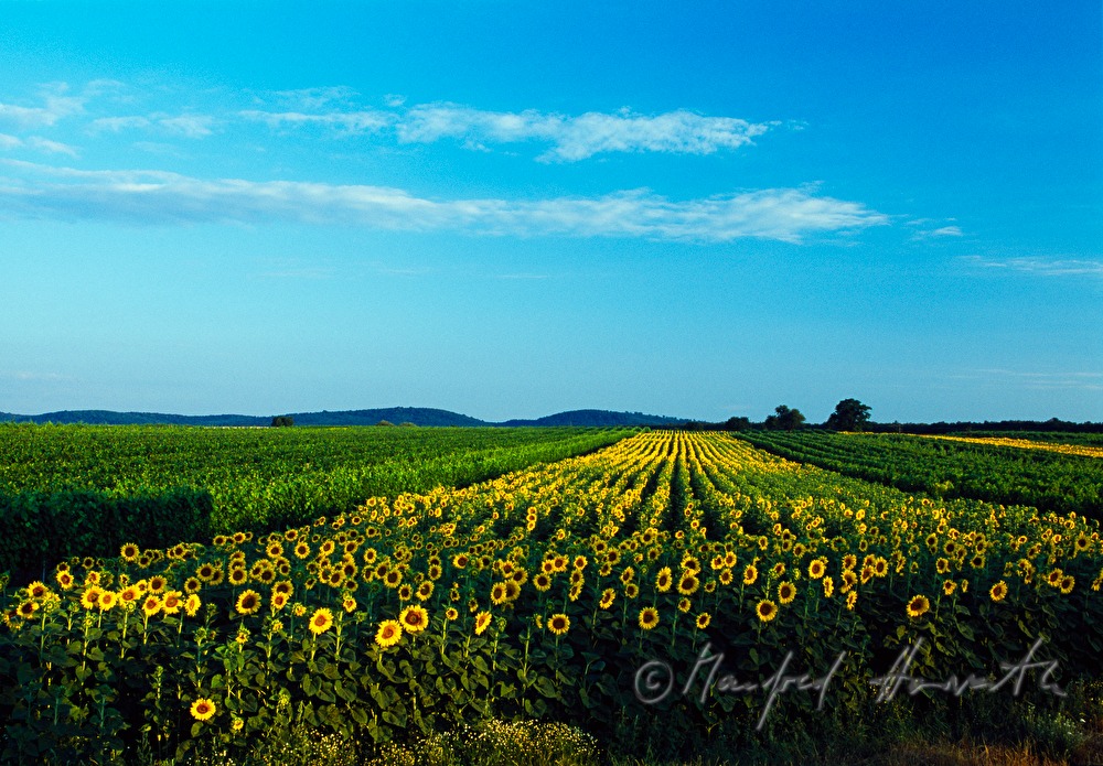 blooming sunflower field surrounded by vineyards