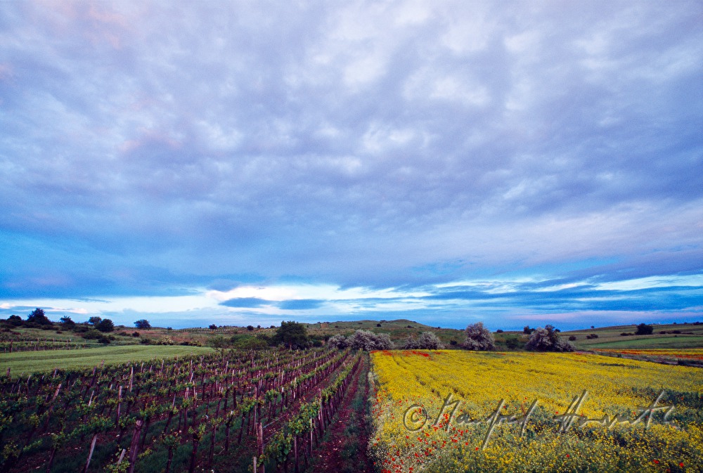 vineyards, blooming oillrape and field poppy