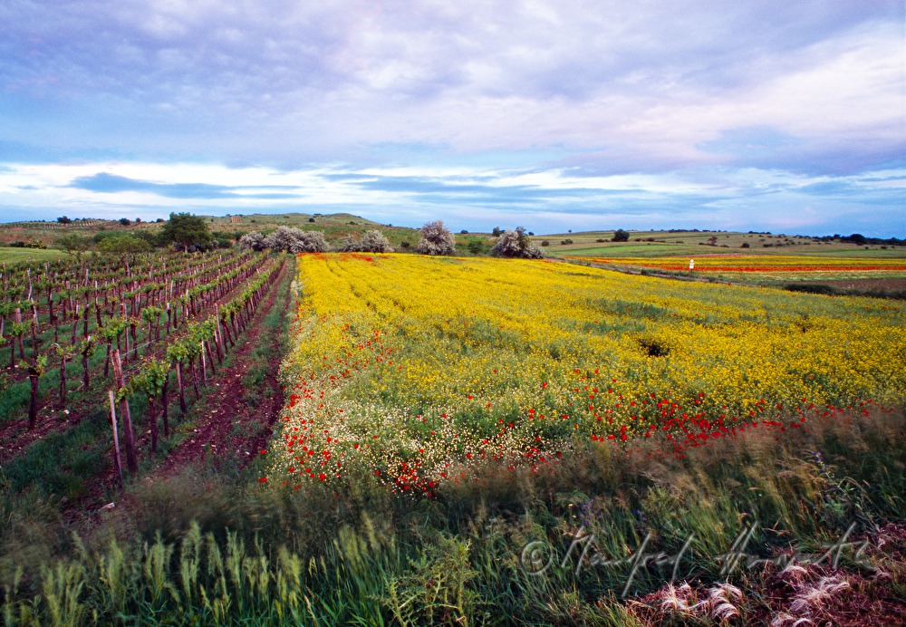 vineyards, blooming oillrape and field poppy