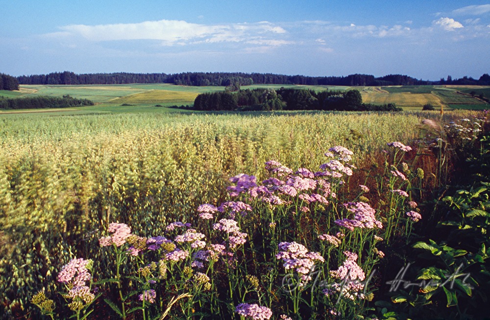 blooming potato field in August