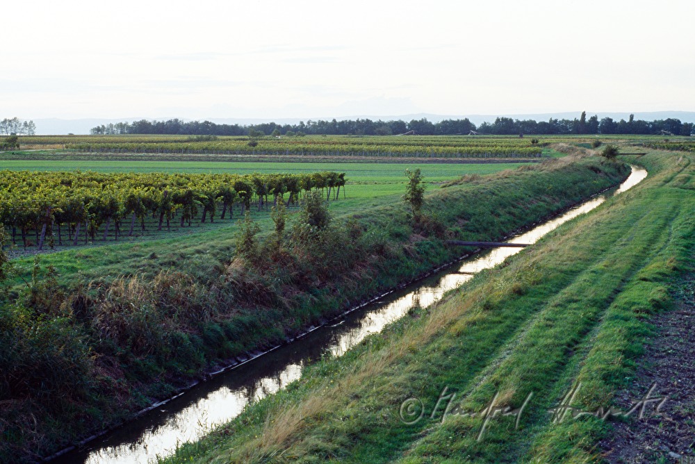 vineyards and irrigation canal