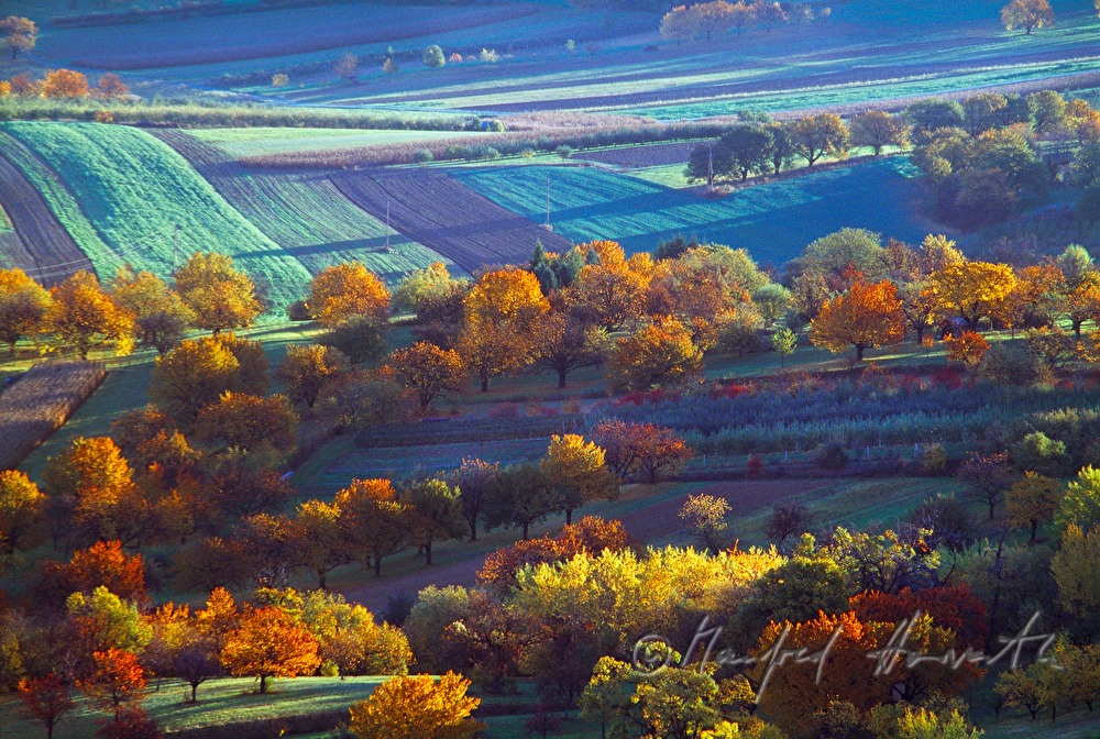 view from Rosalia to the fruit trees