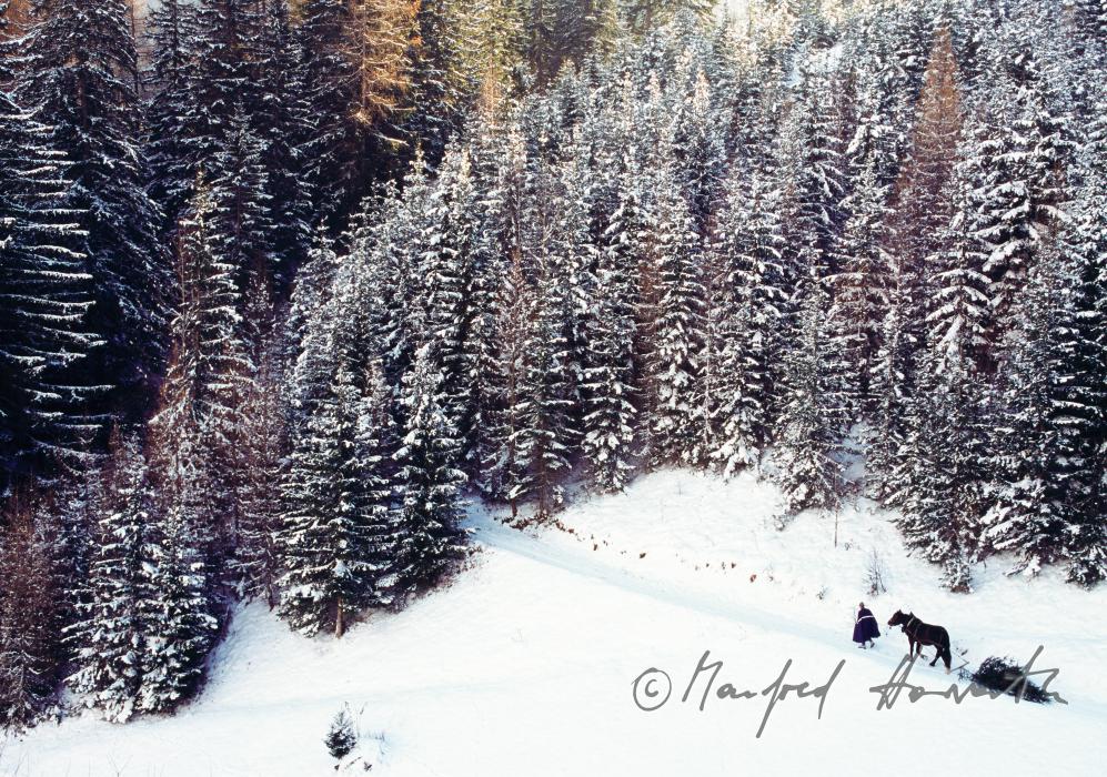 transport of a christmas tree with the horse slade