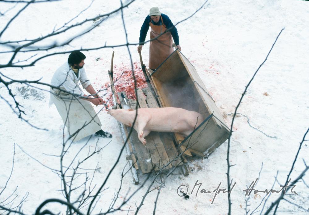 home slaughtering of a pig