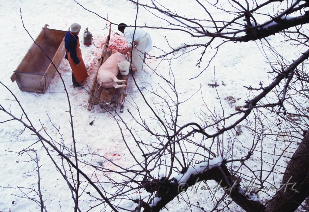 home slaughtering of a pig