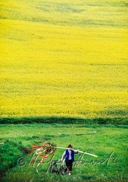 transport of Maypole with bicycle