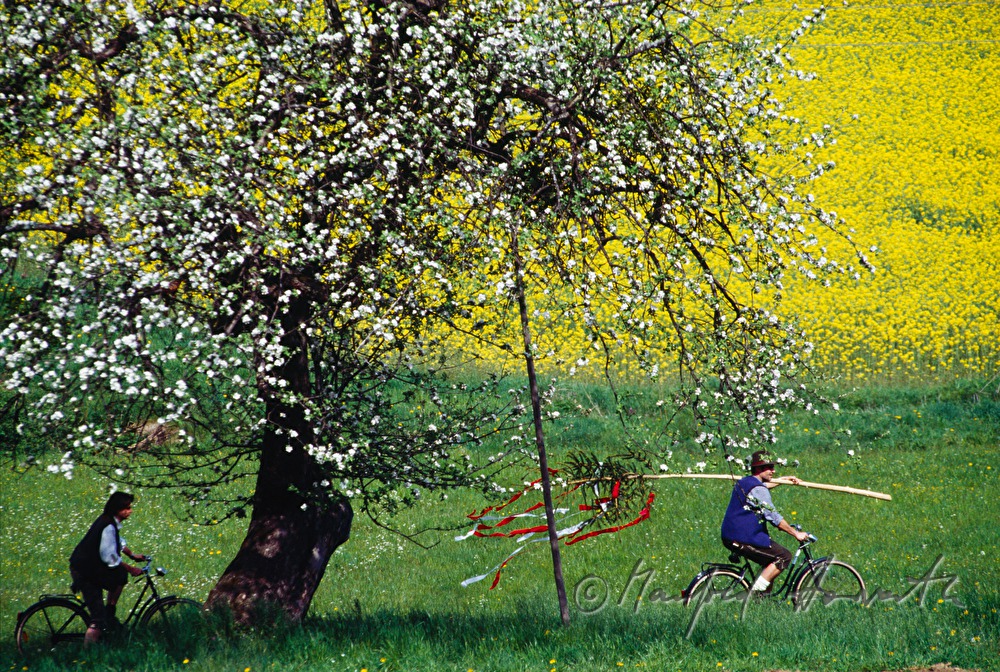 transport of Maypole with bicycle