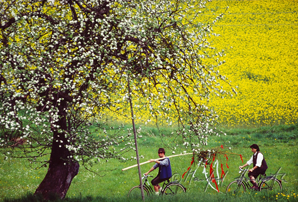 transport of Maypole with bicycle