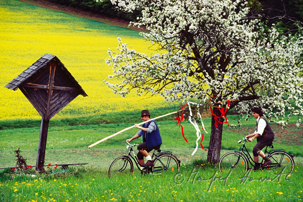 transport of Maypole with bicycle
