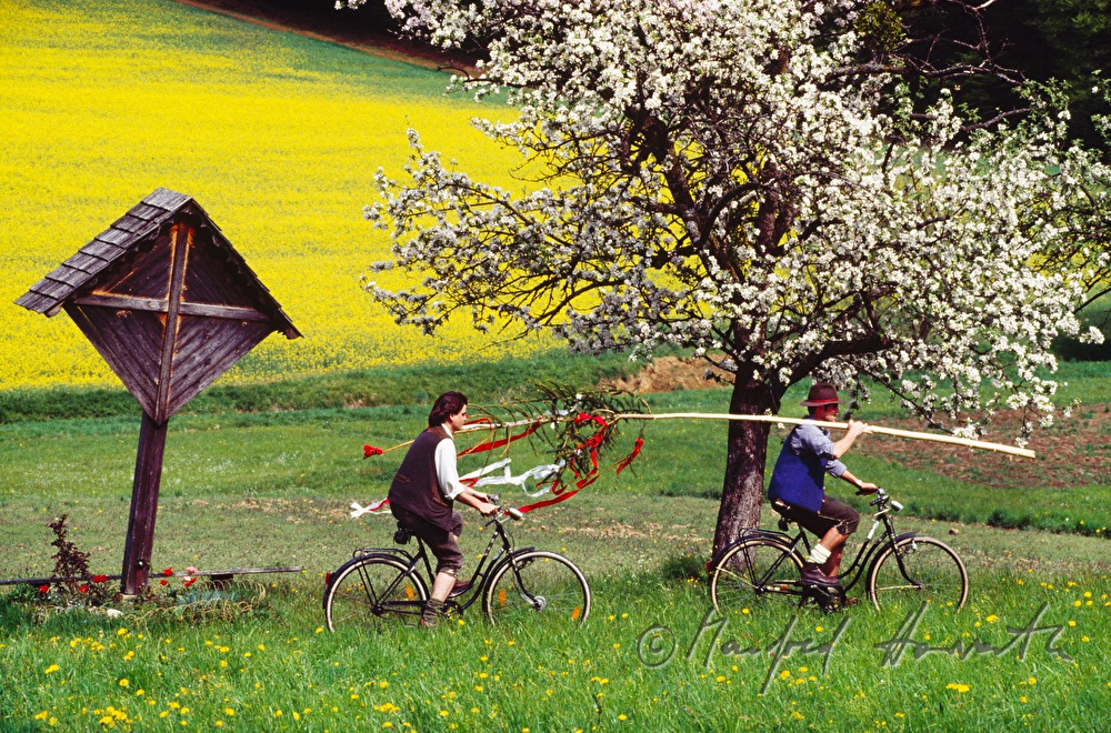 transport of Maypole with bicycle