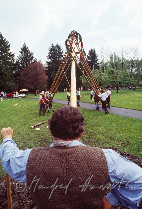men setting up the maypole on 1st of May