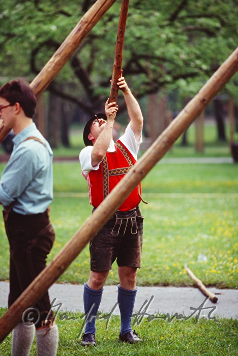 men setting up the maypole on 1st of May