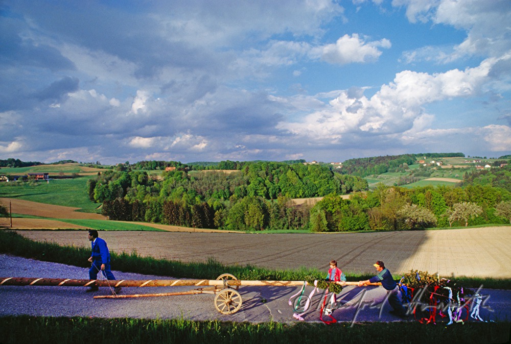 transport of the maypole and musicians
