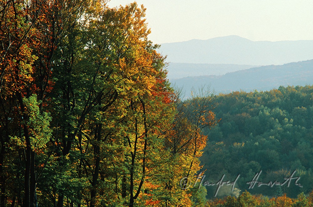 view from Jubiläumswarte to the beech forest