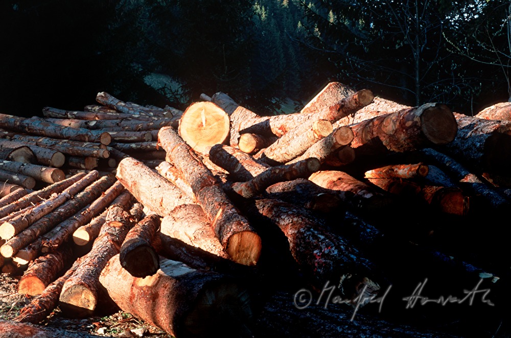 logs of pine trees on a forest glade