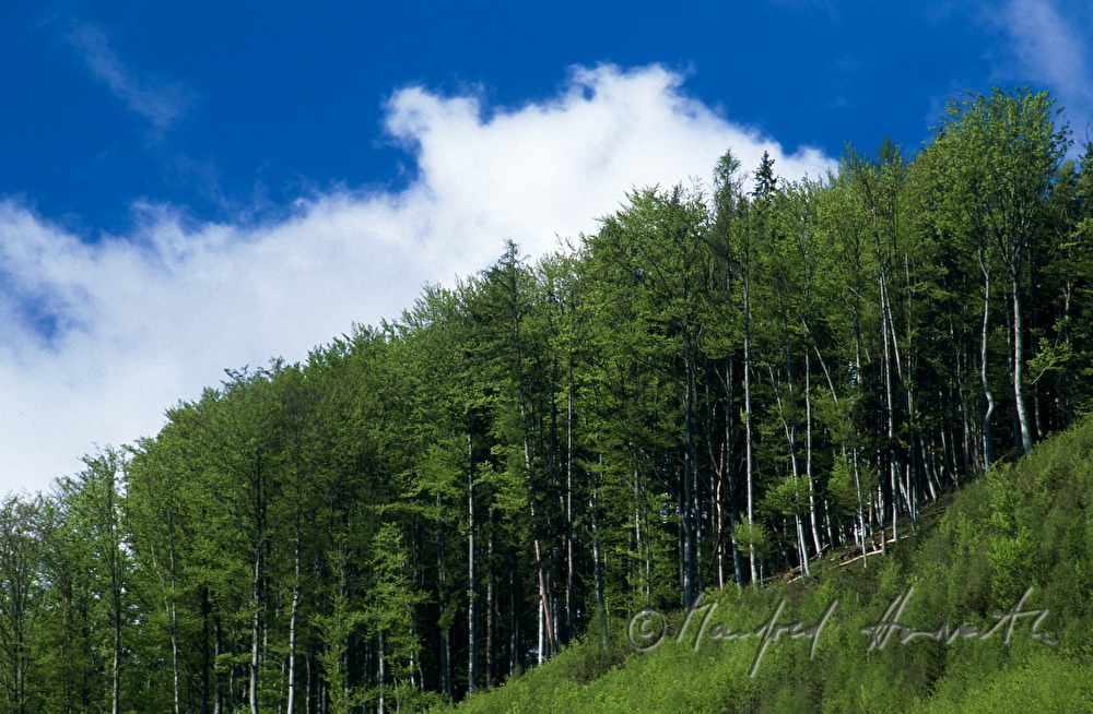view from Jubiläumswarte to the beech forest