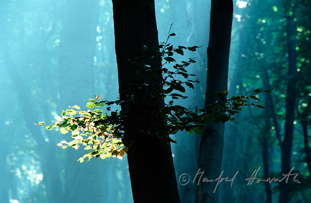 stream of light illuminates a beech