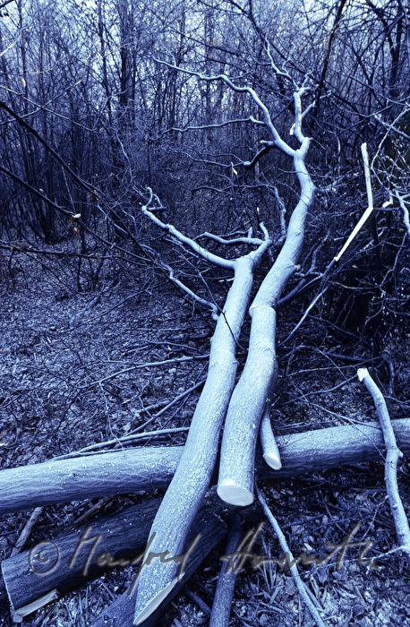 logs of beeches covered with hoarfrost