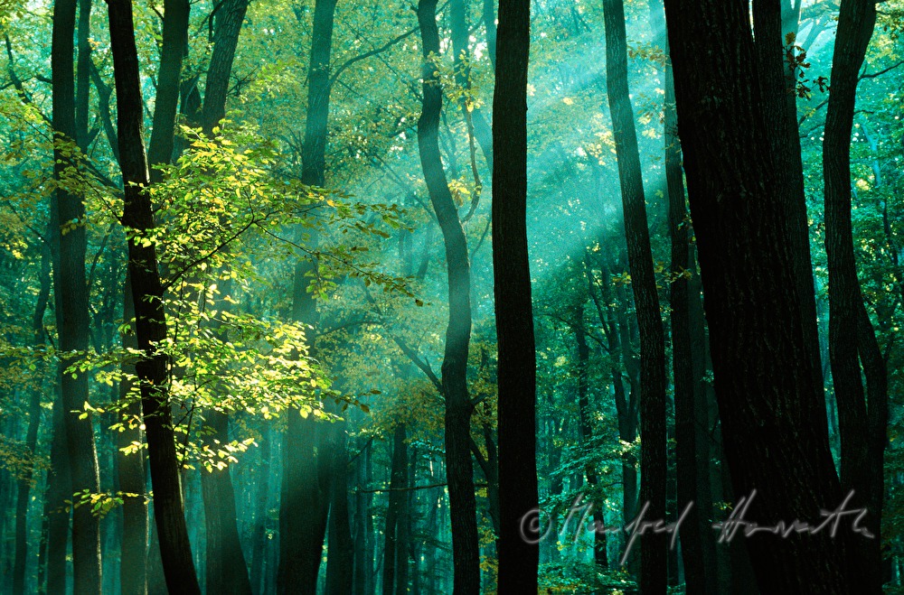 stream of light illuminates a beech