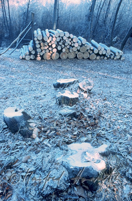 logs of beeches covered with hoarfrost