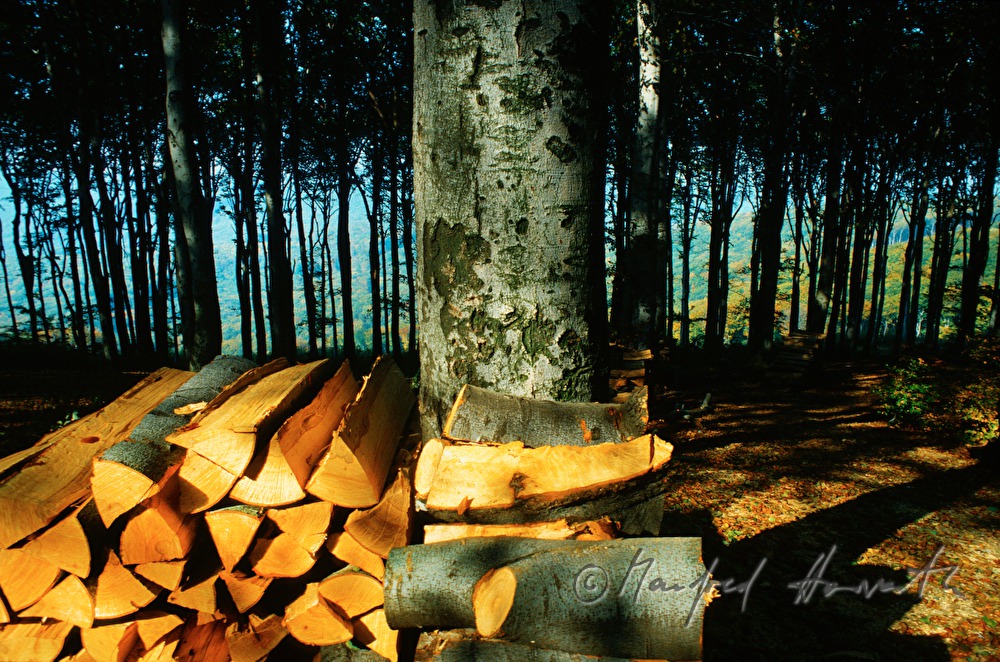 trunk of a beech, wood pile and beech forest