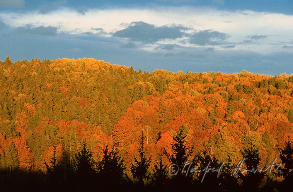 mixed woodland in the eveninglight