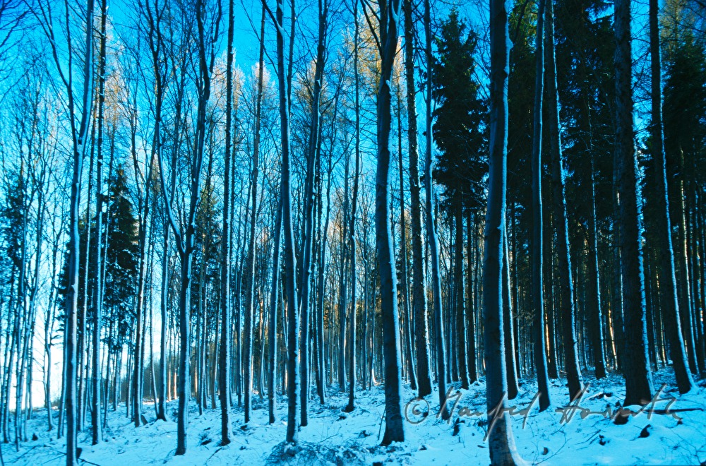 wood of beeches with snow on the side