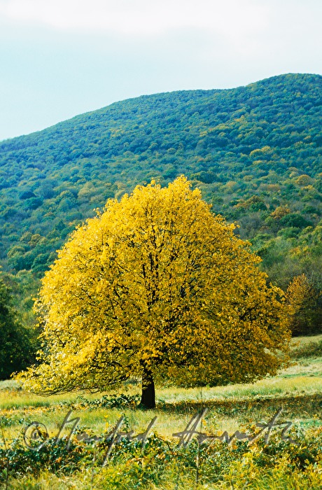 maple in autumn