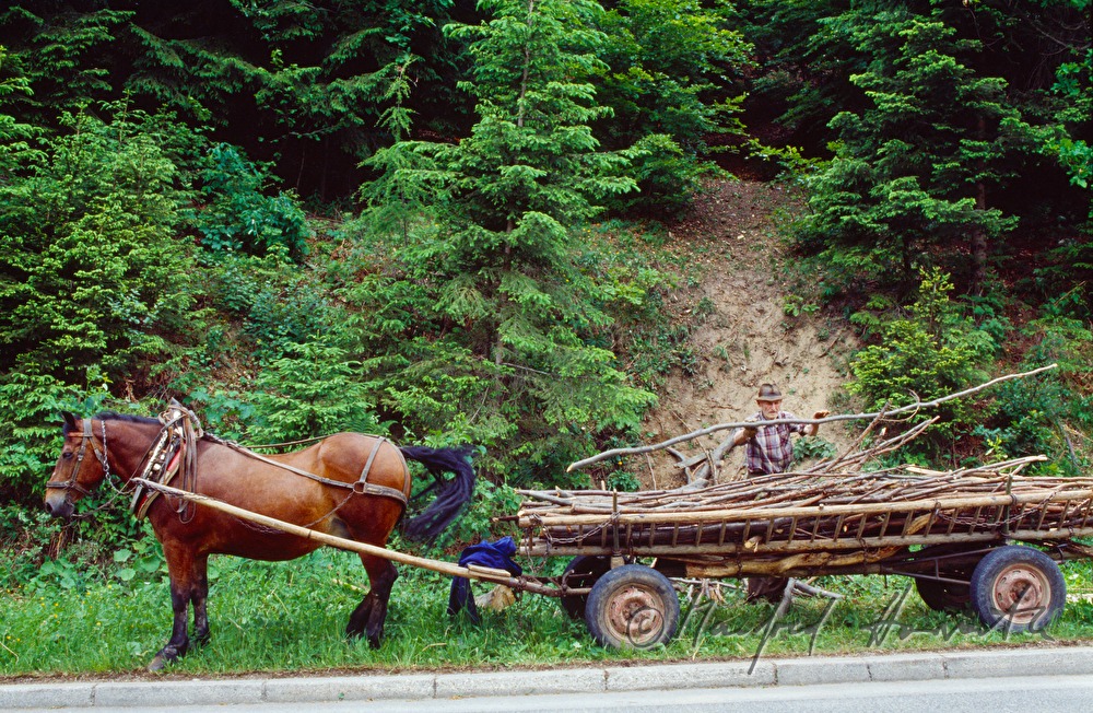 farmer loads tree trunks on horse cab