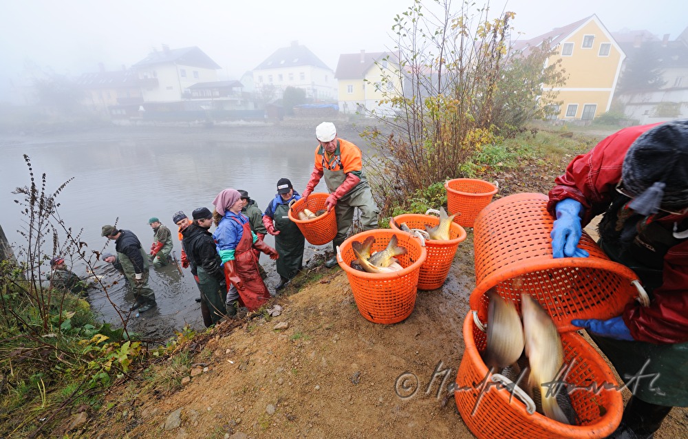 fishing for carp in the pond of Castle Kirchberg