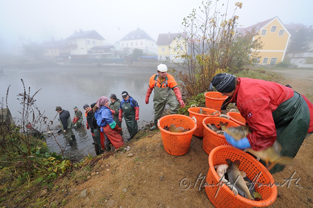 fishing for carp in the pond of Castle Kirchberg