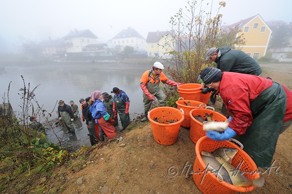 fishing for carp in the pond of Castle Kirchberg