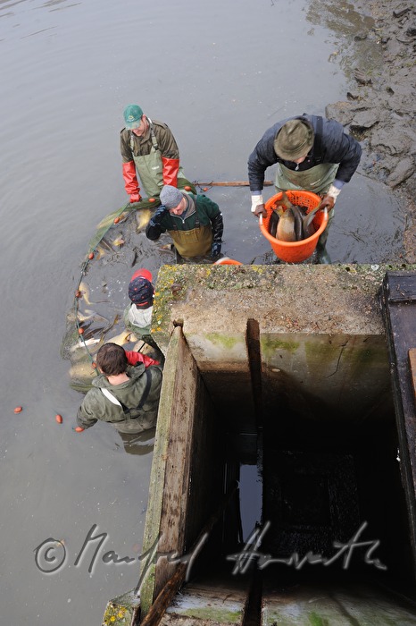 fishing for carp in the pond of Castle Kirchberg