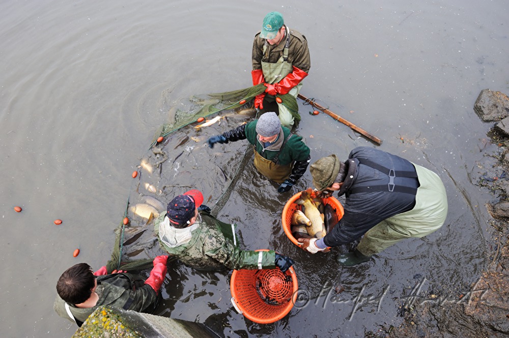 fishing for carp in the pond of Castle Kirchberg