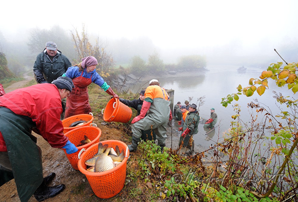 fishing for carp in the pond of Castle Kirchberg