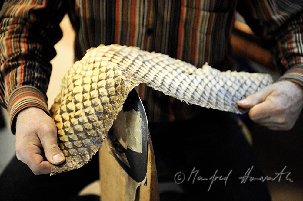 forming of fish leather by pulling over a metal form