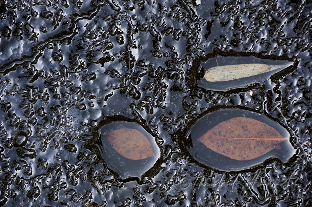 frozen leaves in a small pond