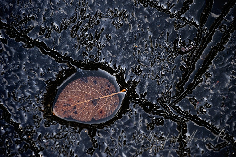 frozen leaf in a pond