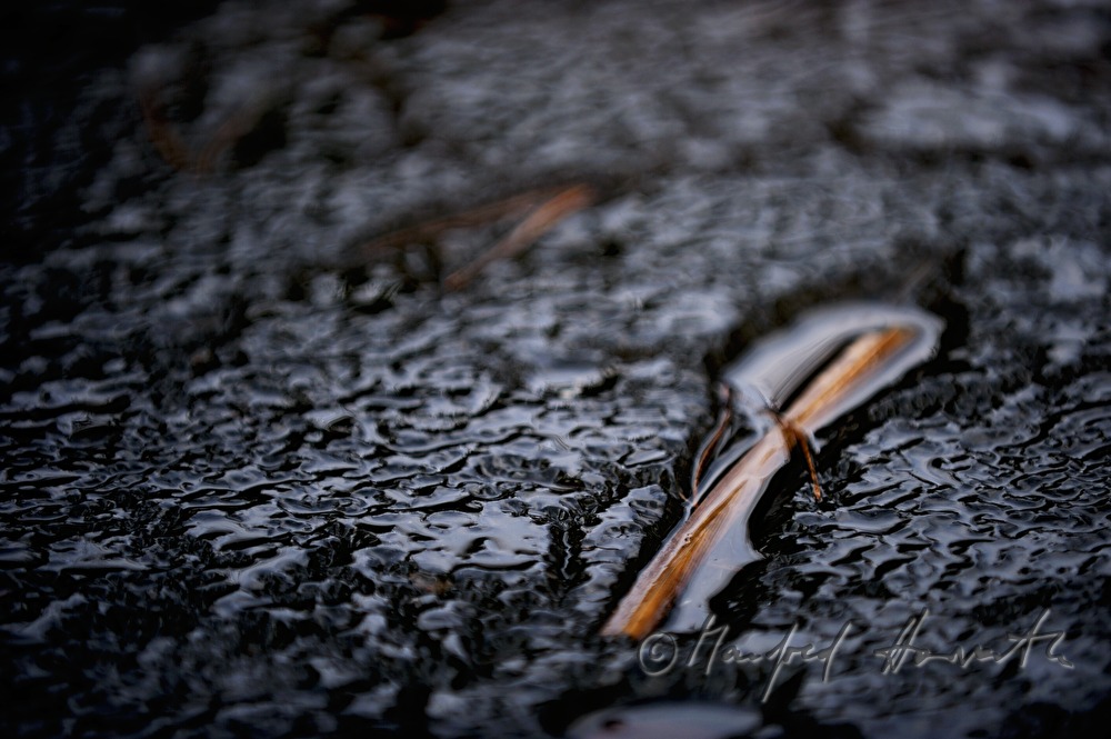 frozen pine needles in a pond