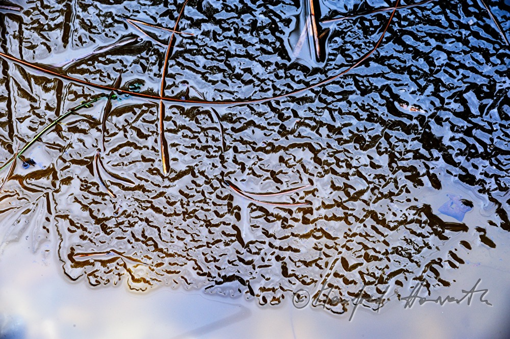 frozen pine needles in a small pond