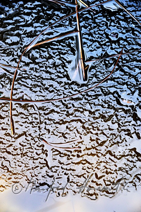 frozen pine needles in a small pond