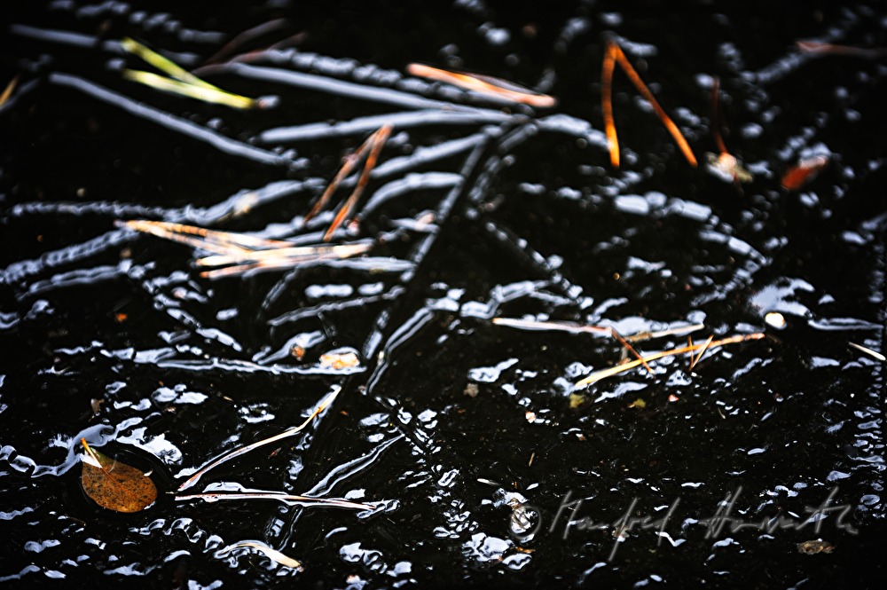 frozen pine needles in a small pond